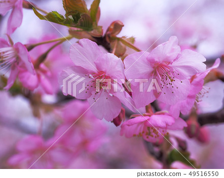 Okura Sakura Okura Sakura 49516550