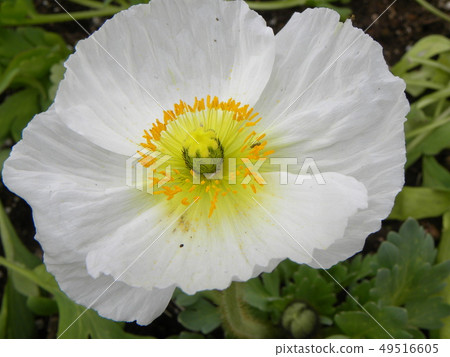 Big poppy white flower 49516605