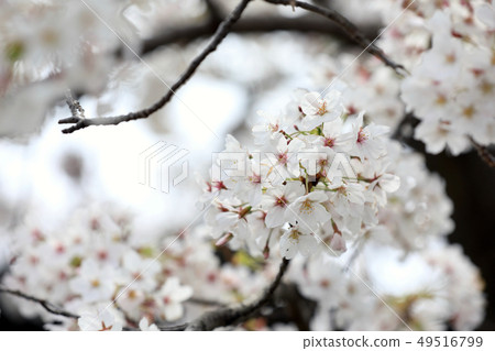 櫻花的形象 49516799