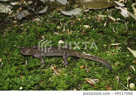 Tou Hokusanguo男 Tou Hokusanguo男 49517066