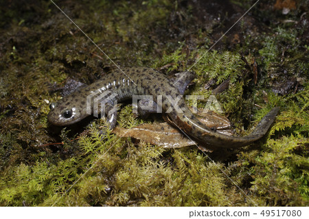 Tou Hokusanguo男 Tou Hokusanguo男 49517080