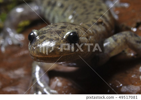 The face of the touhou salamander 49517081