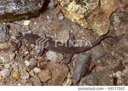 Tou Hokusanguo male 49517082