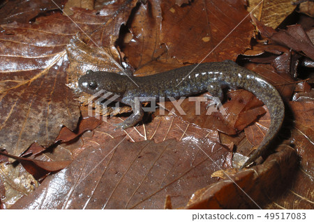 Tou Hokusanguo男 49517083