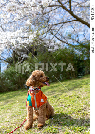 Toy poodle red 49517303