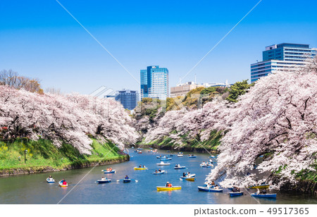 東京的皇宮/ Chidorigafuchi盛開 49517365