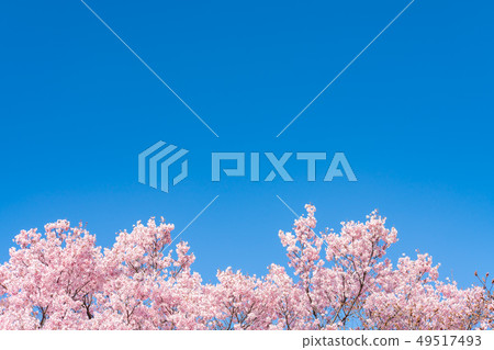 sakura, cherry blossoms, shinjuku gyo-en 49517493