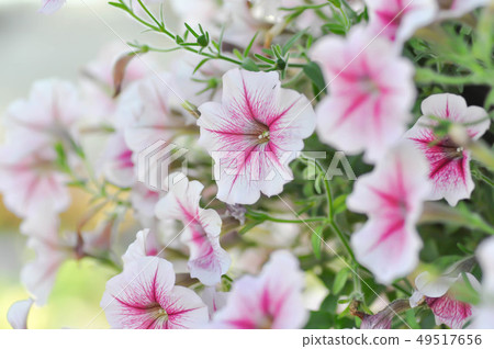 Petunia Hybrida or Petunia flower Petunia Hybrida or Petunia flower 49517656