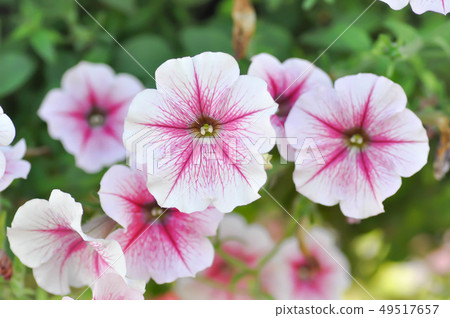 Petunia Hybrida or Petunia flower Petunia Hybrida or Petunia flower 49517657