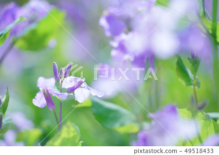 Murasakihanana 49518433