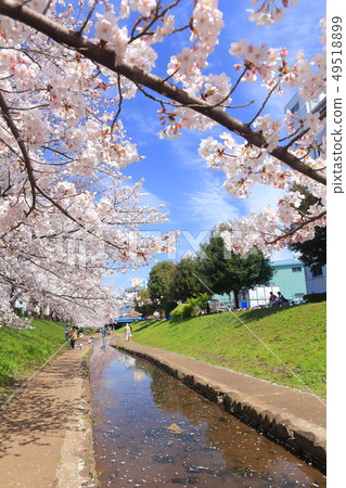 [Kanagawa Prefecture] Cherry blossom trees lined with Egawa Serage green path 49518899