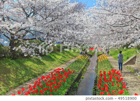 [Kanagawa Prefecture] Egawa Seseragi Green Road Cherry Blossom and Tulip Competition 49518900