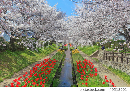 [Kanagawa Prefecture] Egawa Seseragi Green Road Cherry Blossom and Tulip Competition 49518901