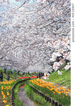 [神奈川縣]江川Seseragi綠道櫻花與鬱金香比賽 49518907