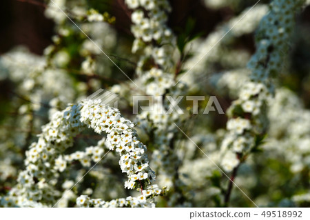 Yukiyanagi / Yukiyanagi 49518992