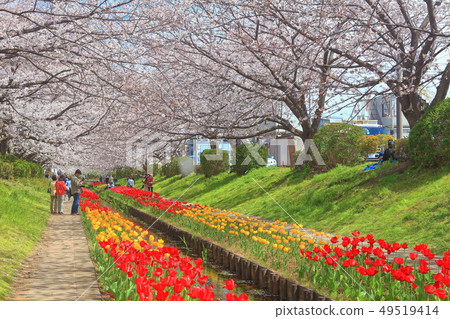 [Kanagawa Prefecture] Egawa Seseragi Green Road Cherry Blossom and Tulip Competition 49519414