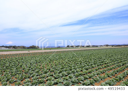 Field 49519433