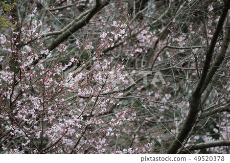 Wakayama Ki三井寺在早春 49520378