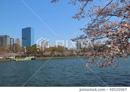 Sakura in Osaka 49520987