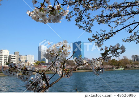 Sakura in Osaka 49520990