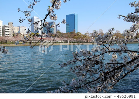 Sakura in Osaka 49520991
