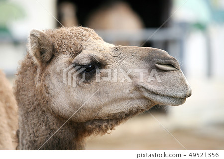 camel 49521356