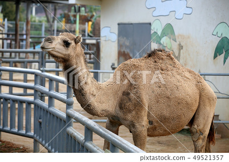 Zoo camel Zoo camel 49521357