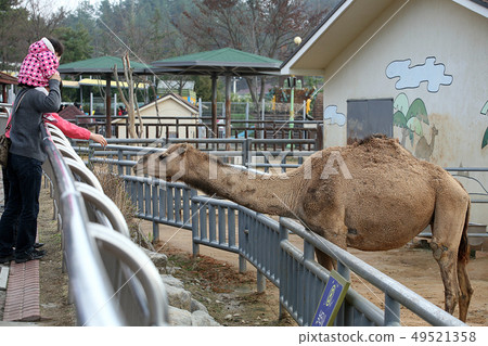 Zoo camel Zoo camel 49521358