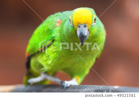 Close up of Yellow crowned amazon parrot. Close up of Yellow crowned amazon parrot. 49521581