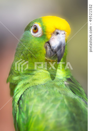 Close up of Yellow crowned amazon parrot. Close up of Yellow crowned amazon parrot. 49521582