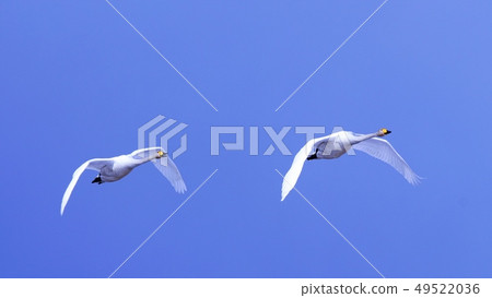 Swans in Naganuma-cho Maizuru recreation area 49522036