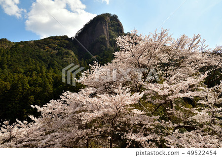 Cherry blossoms of the old river 49522454
