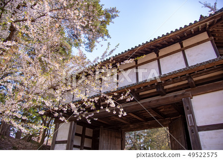 Aomori Hirosaki Castle Sakura Higashiuchimon 49522575