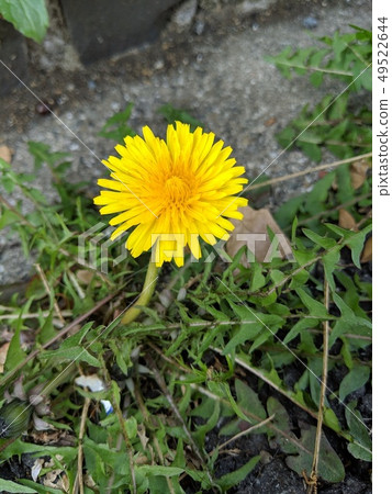 Dandelion 49522644