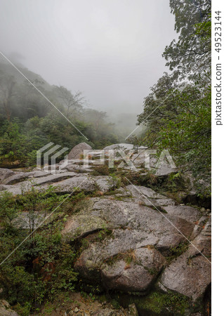 Yakushima Forest Yakushima Forest 49523144