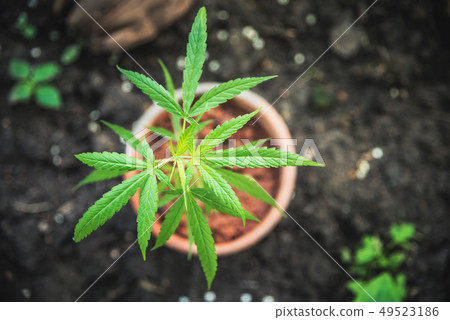 Marijuana plant in pot top view cannabis drug 49523186