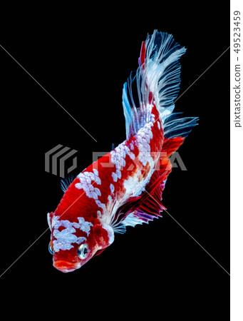 Betta fish Fight in the aquarium 49523459
