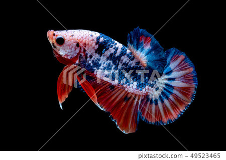 Betta fish color National flag Betta fish color National flag 49523465