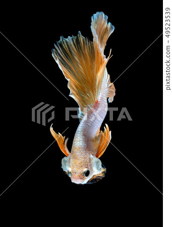 Betta fish color National flag  49523539
