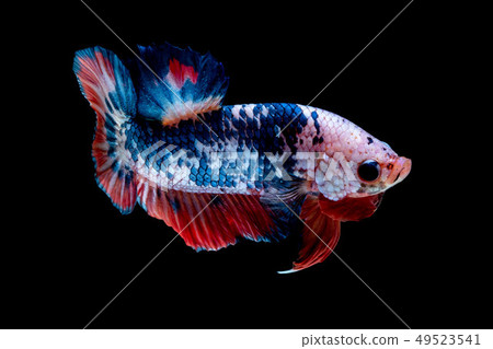 Betta fish color National flag  49523541