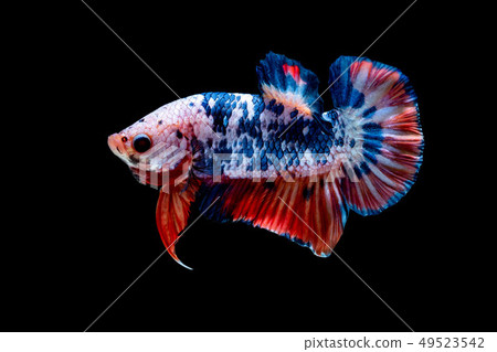 Betta fish color National flag  49523542