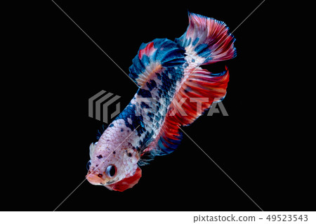 Betta fish color National flag  49523543