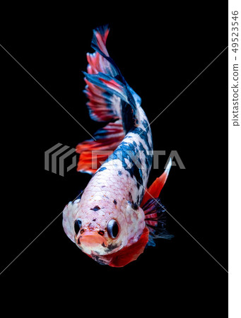 Betta fish color National flag Betta fish color National flag 49523546