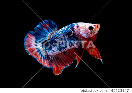 Betta fish color National flag Betta fish color National flag 49523547