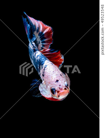 Betta fish Fight in the aquarium Betta fish Fight in the aquarium 49523548