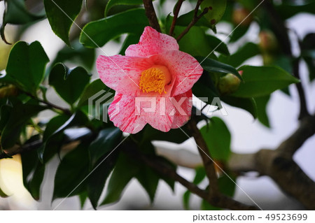 3月20日茅崎（冰室雪月亮花）冰室花園 49523699