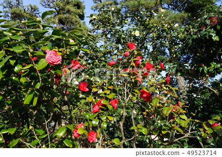 三月茅崎06冰室花園 49523714