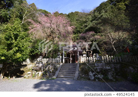 Daitoyo Shrine Sakura Daitoyo Shrine Sakura 49524145