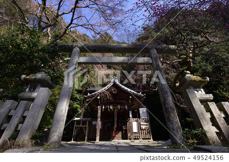 Daitoyo Shrine Sakura 49524156