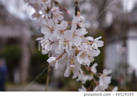 Honmaji Temple Underwood Cherry Blossoms 49524195